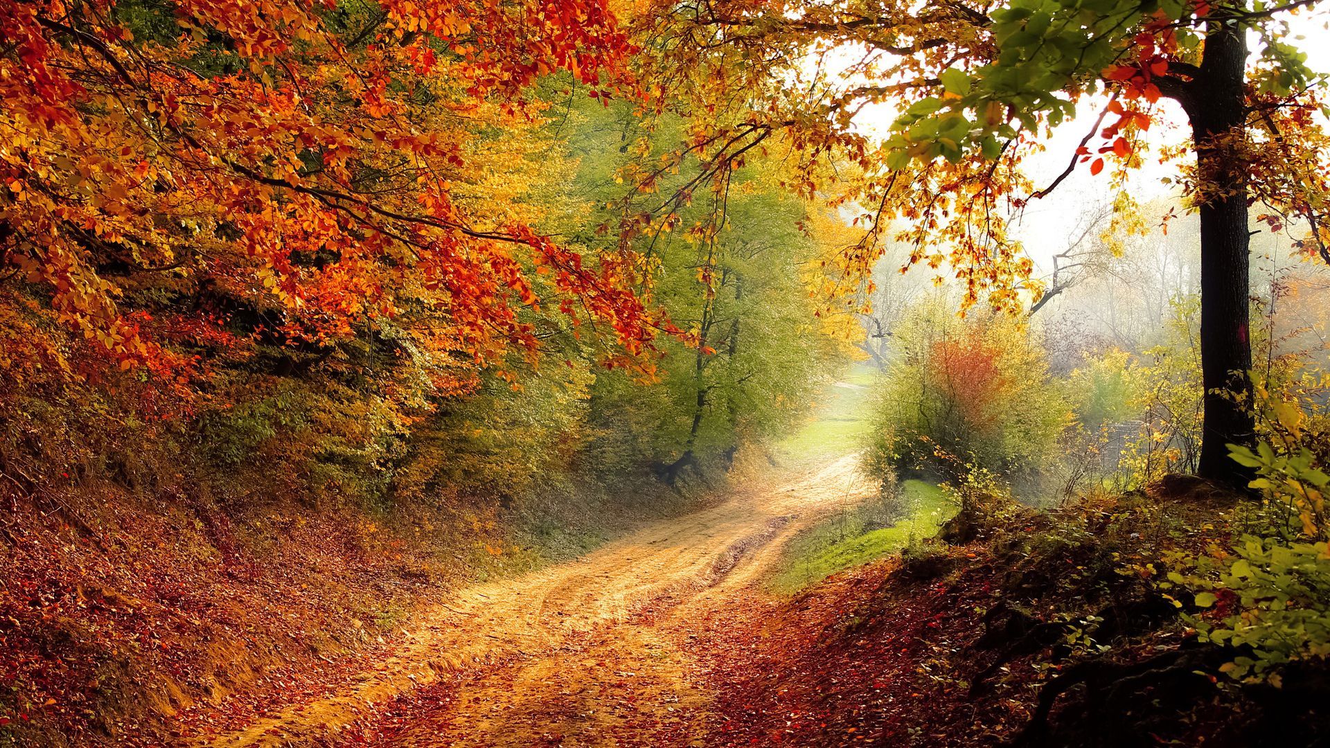 Sentiero nel bosco autunnale, 1920x1080 1080p, Desktop