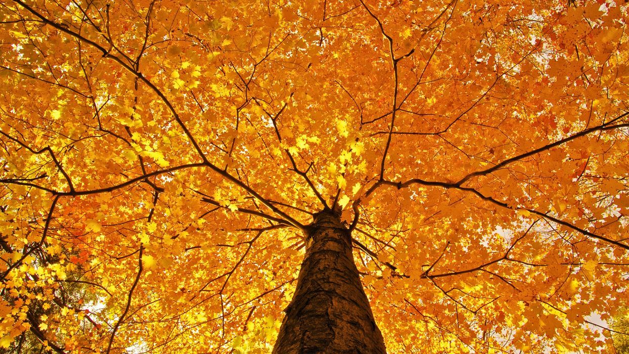 Albero con foglie autunnali dorate, 1244x700 HD, Laptop