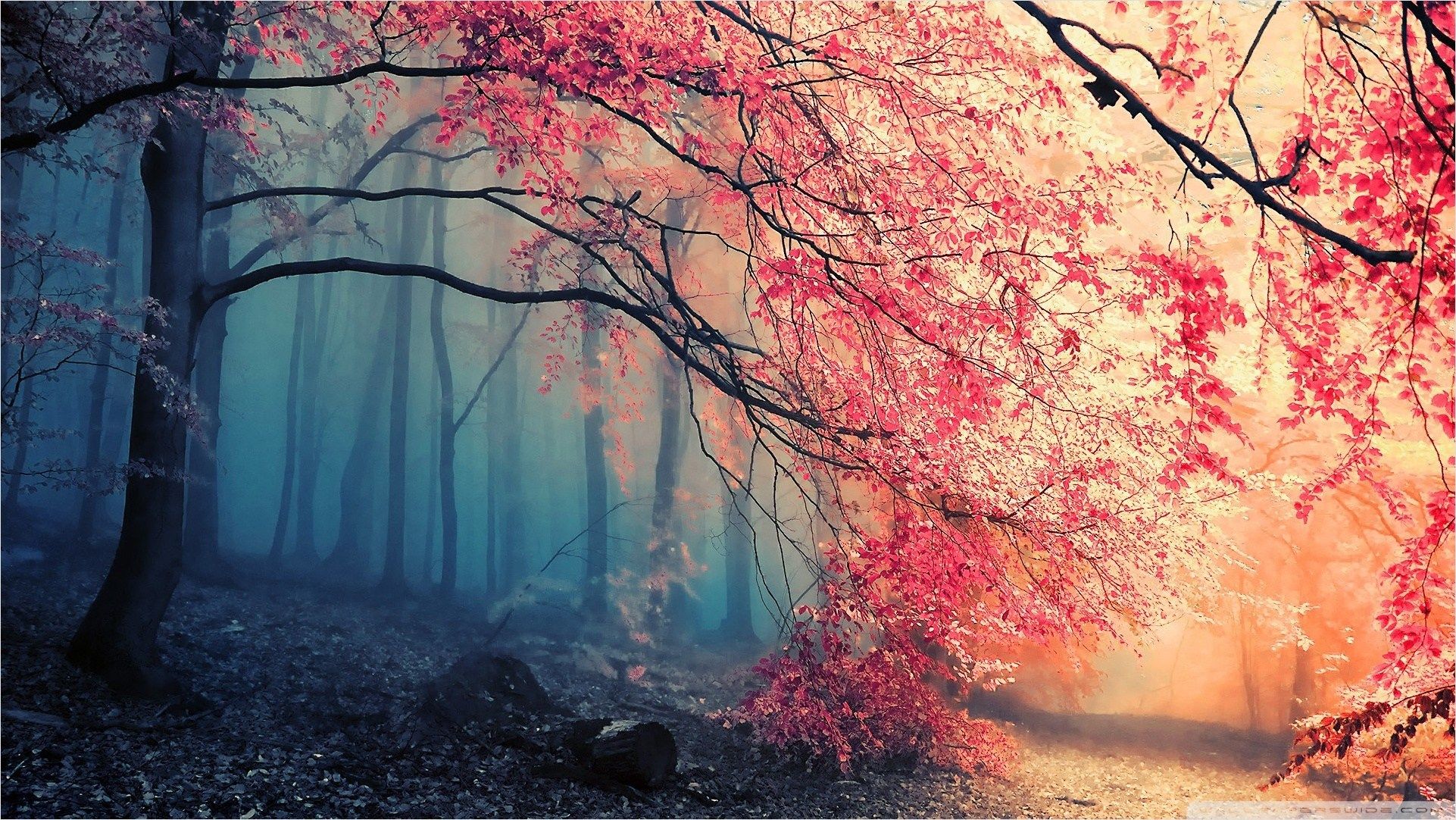 Foresta autunnale nebbiosa rosa, 1922x1082 1080p, Desktop