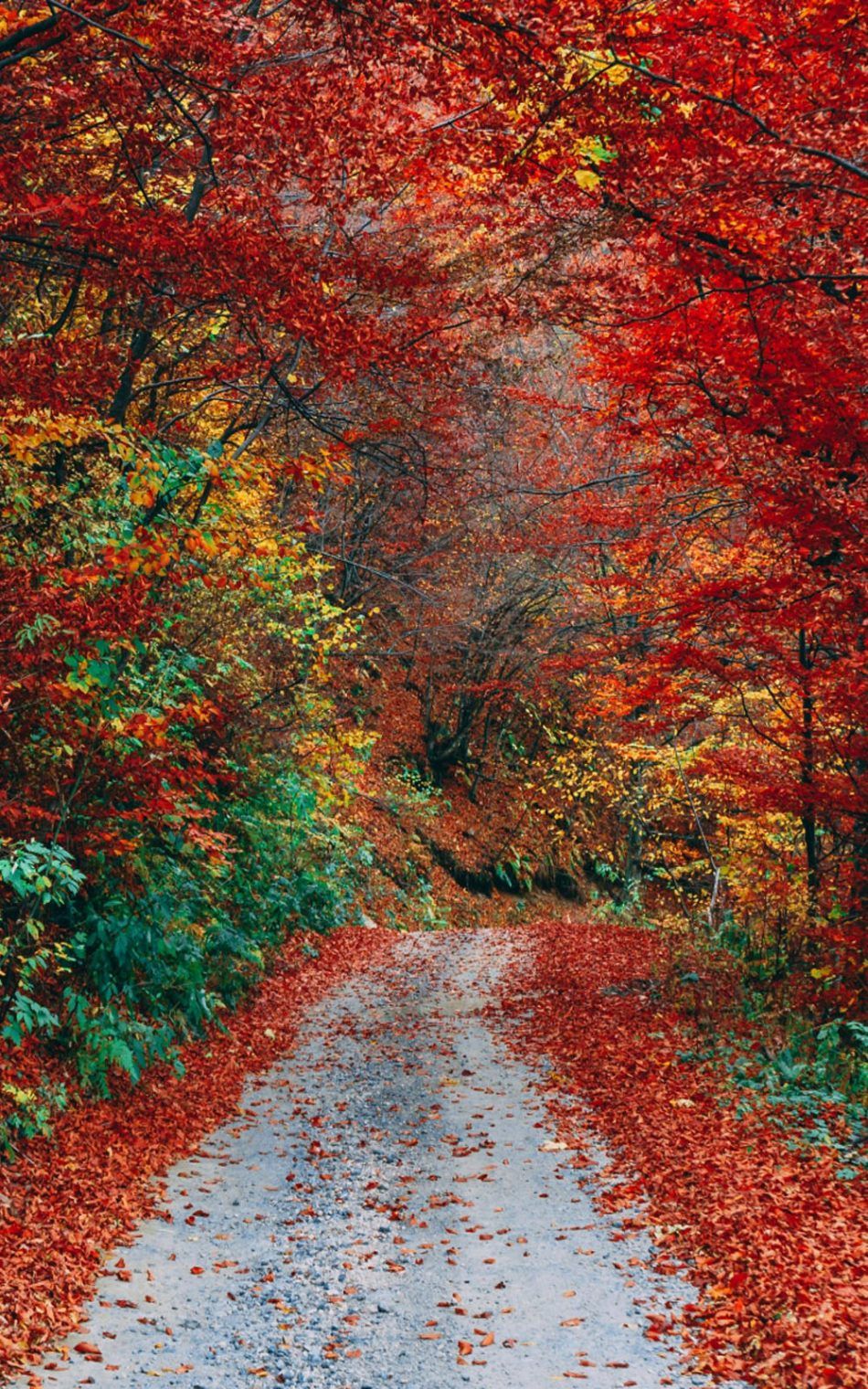 Strada autunnale tra alberi rossi, 950x1520 Full HD Verticale, iPhone