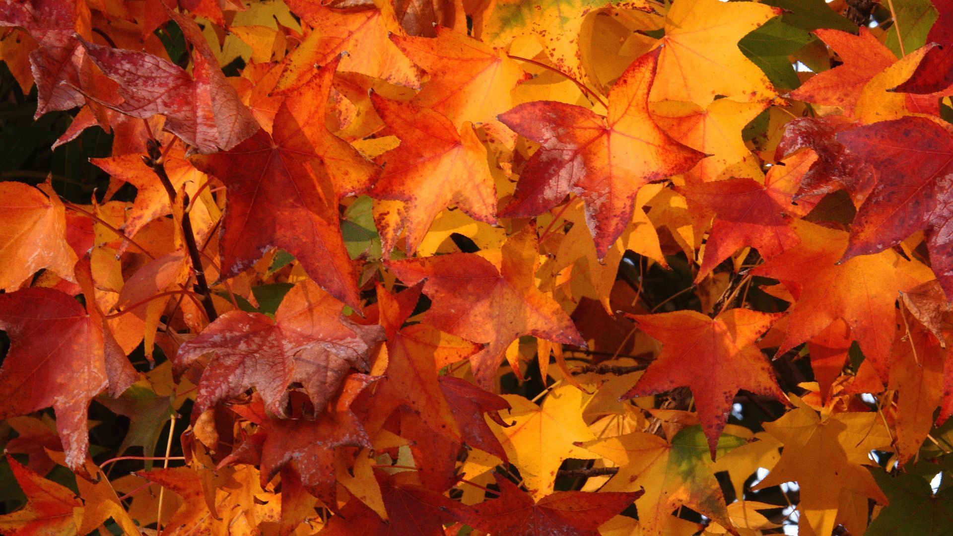 Foglie autunnali arancioni e rosse, 1920x1080 Full HD 1080p, Desktop