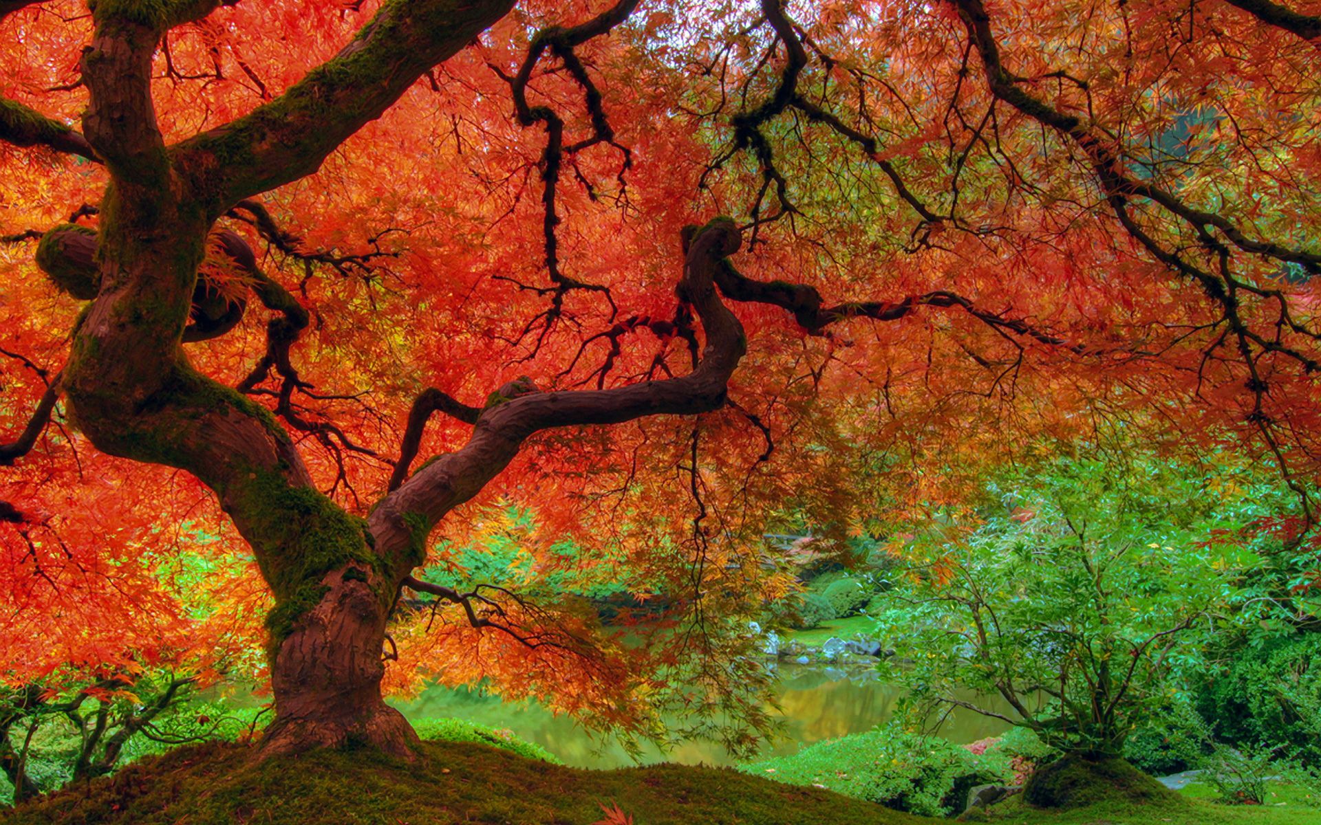 Albero acero autunnale rosso, 1920x1200 Full HD+ WUXGA, Desktop