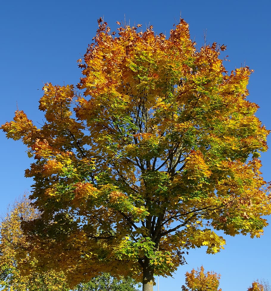 Albero autunnale foglie colorate, 910x975 Full HD Verticale, Smartphone