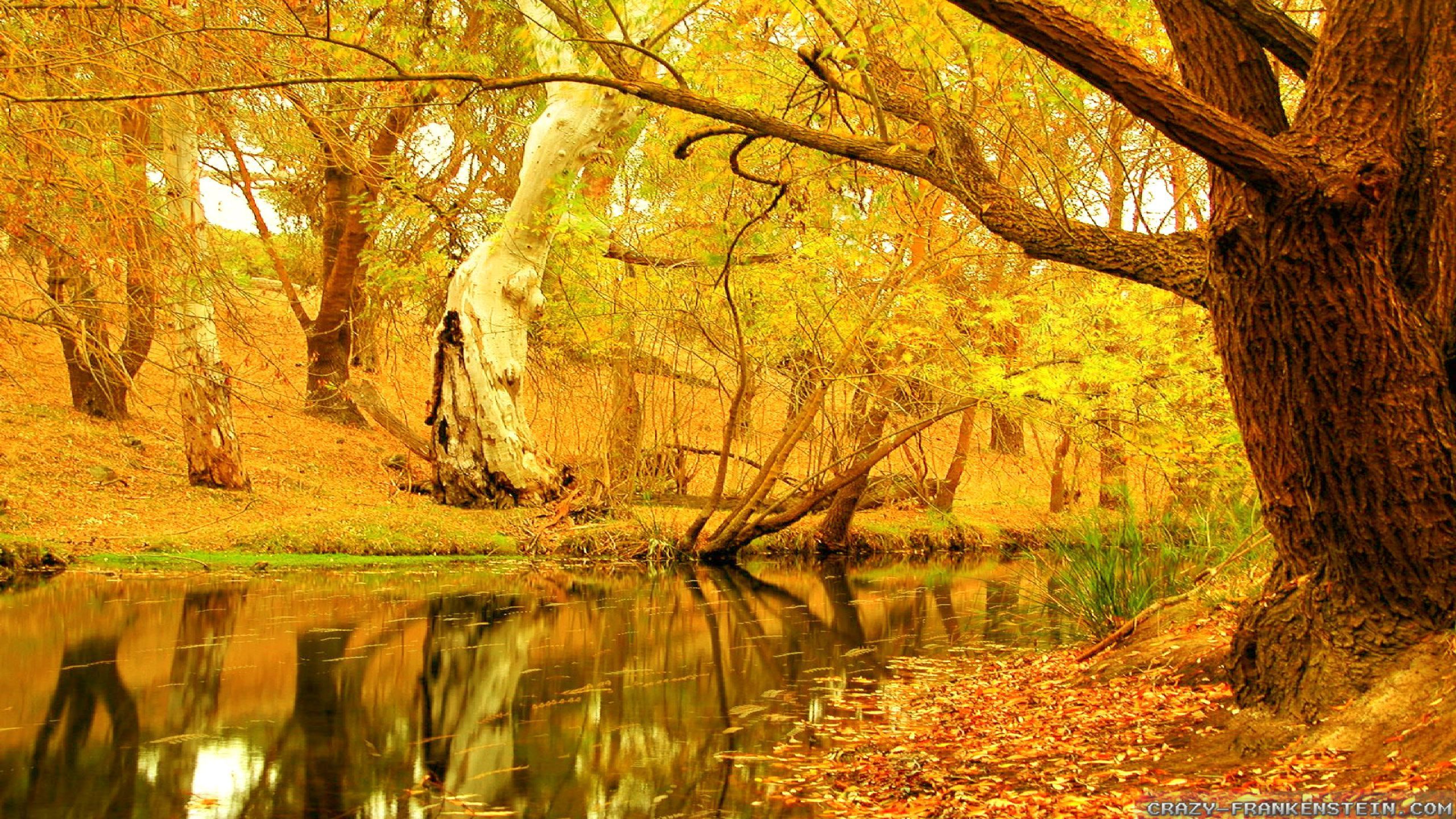 Bosco autunnale con fiume, 2560x1440 QHD, Laptop
