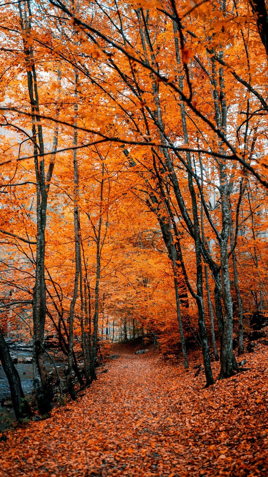 Sentiero nel bosco autunnale, 938x1668 Verticale, Mobile