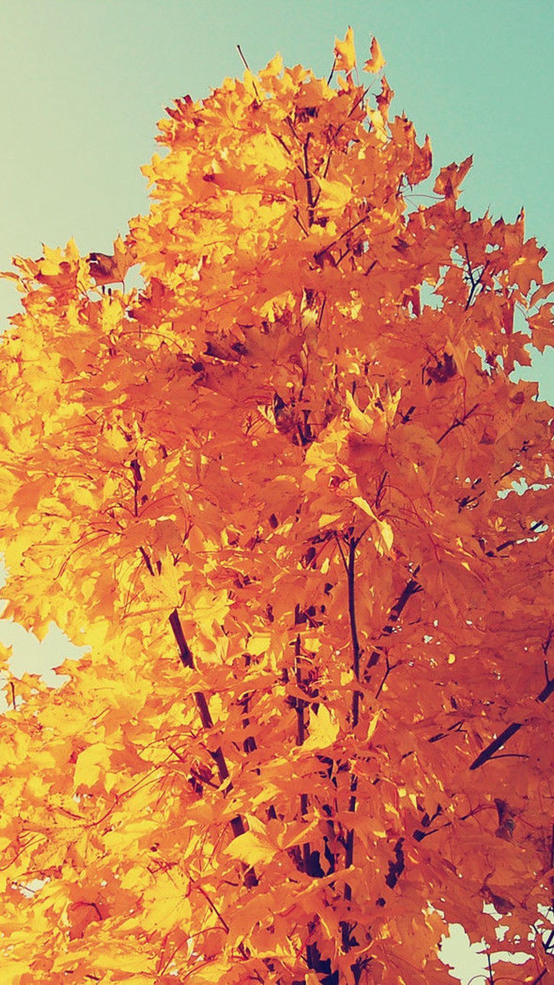 Foglie autunnali arancioni albero, 1080x1920 Verticale, Mobile