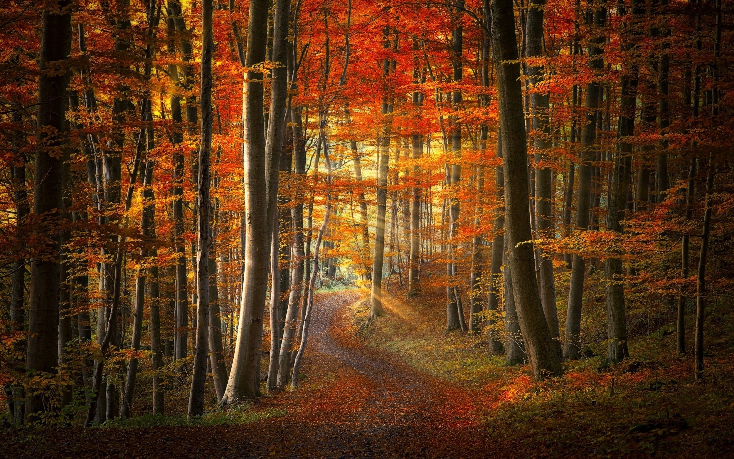 Sentiero foresta autunnale, 2500x1563 Hi-Res, PC Desktop