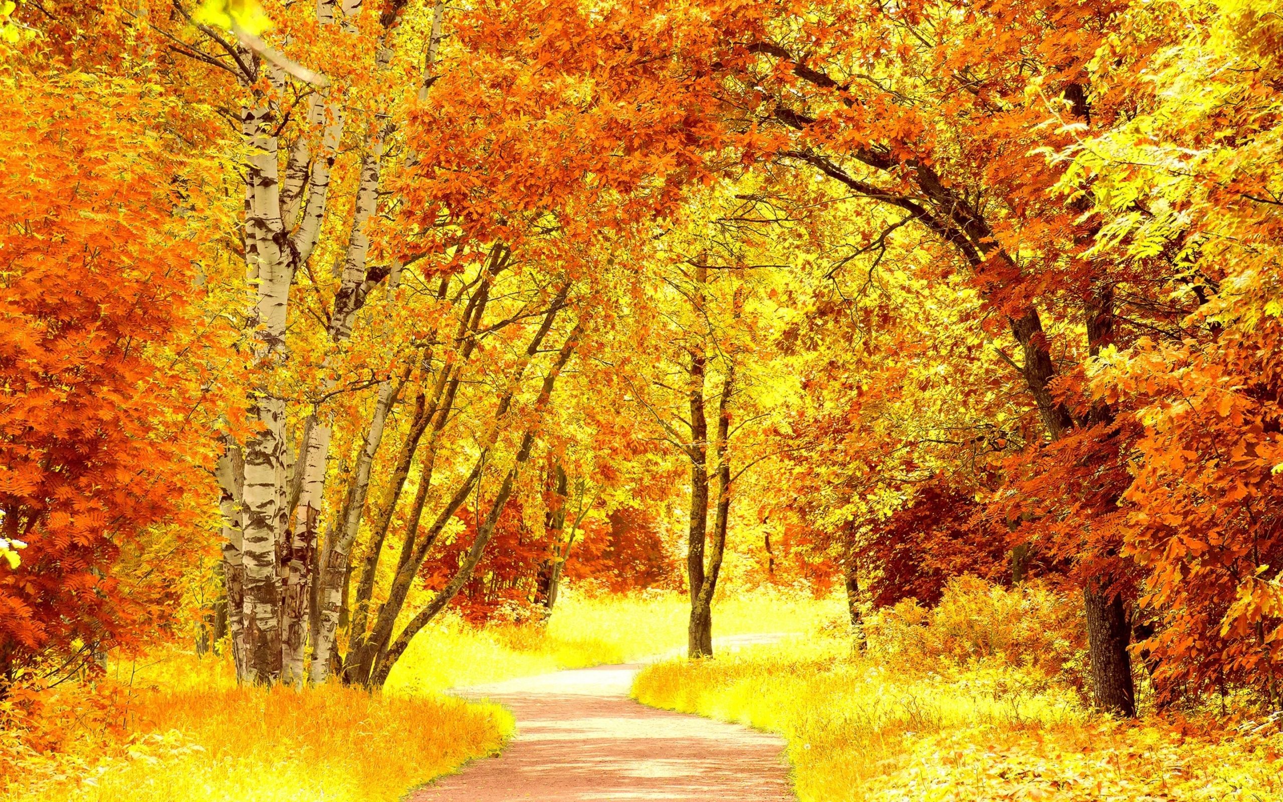 Sentiero nel bosco autunnale, 2560x1600 2K, Laptop