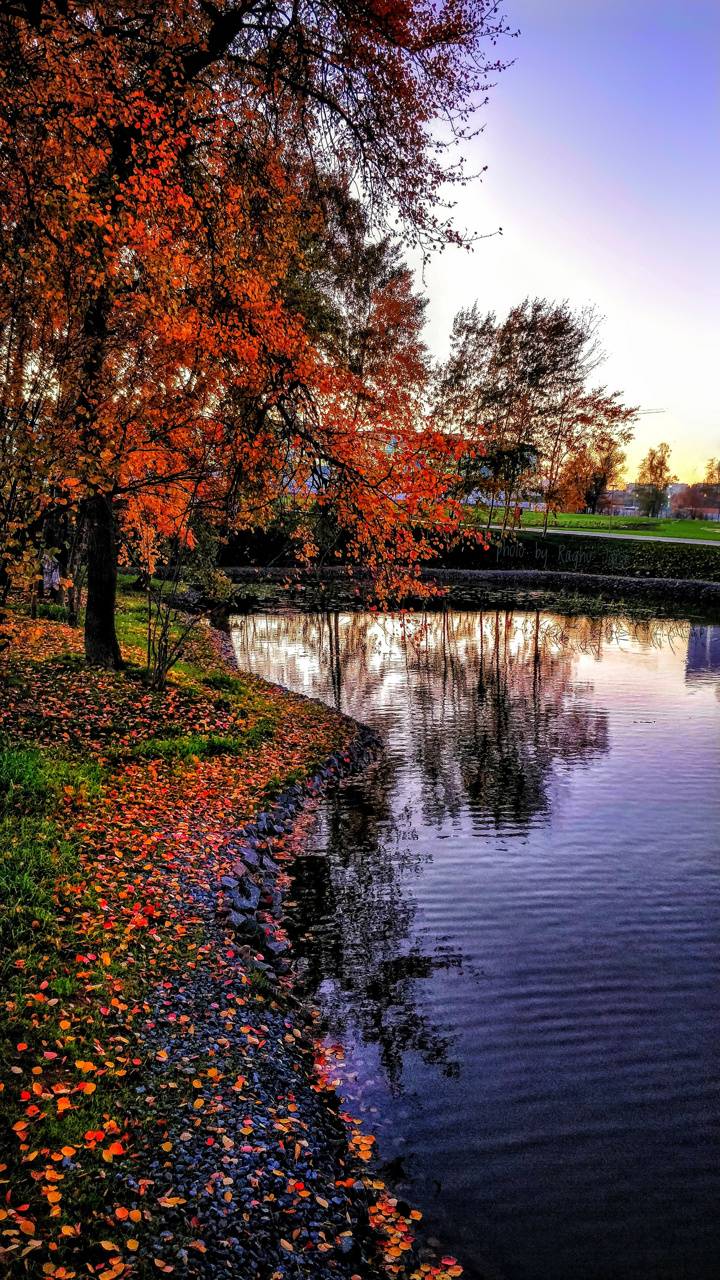 Albero autunnale accanto laghetto, 720x1280 Full HD Verticale, Samsung Galaxy