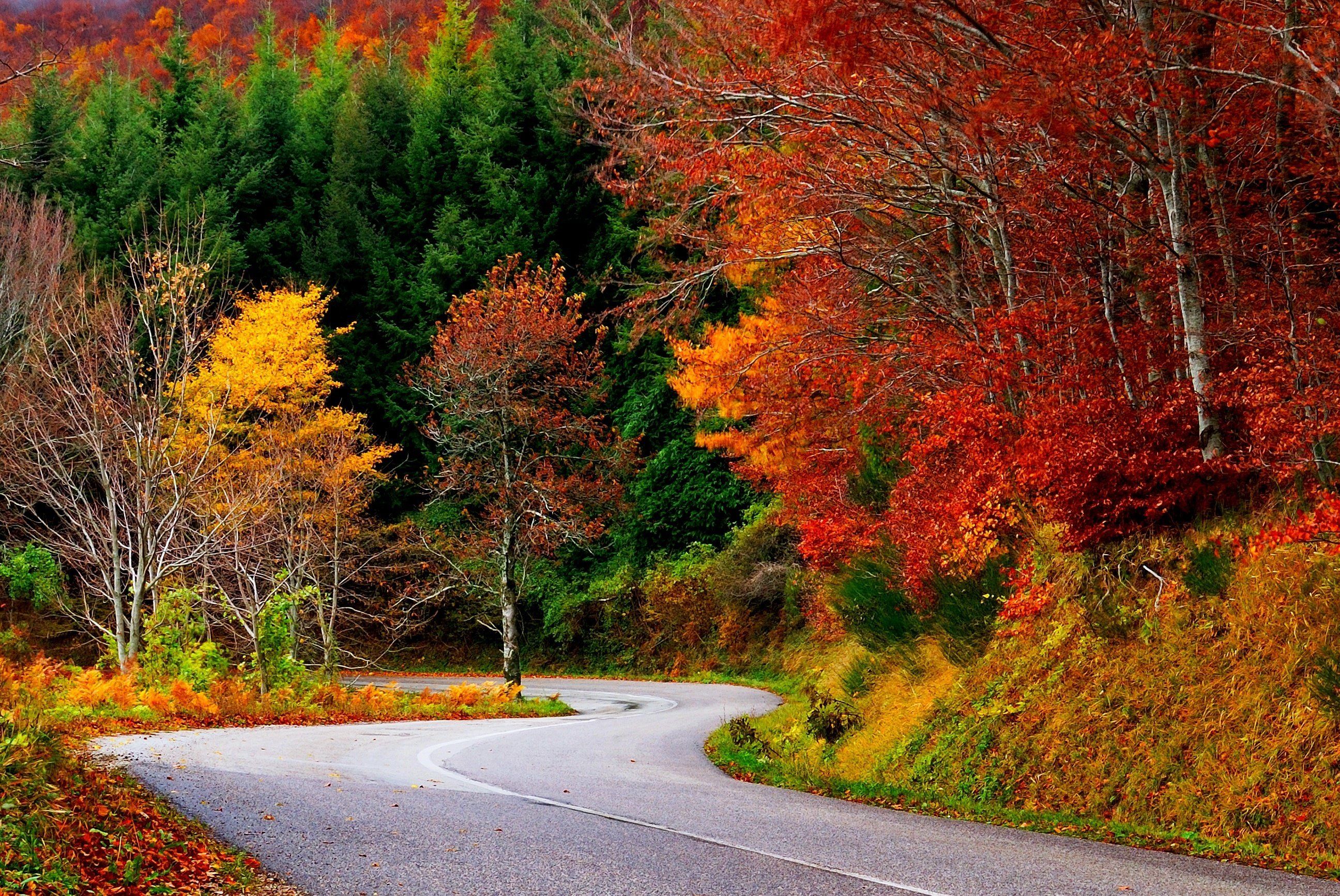 Strada tra alberi autunnali, 2592x1733 2K, Desktop