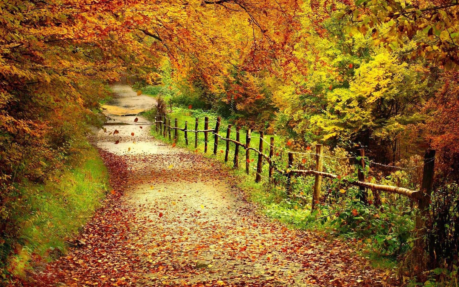 Sentiero autunnale con recinto, 1920x1200 Full HD+, Desktop