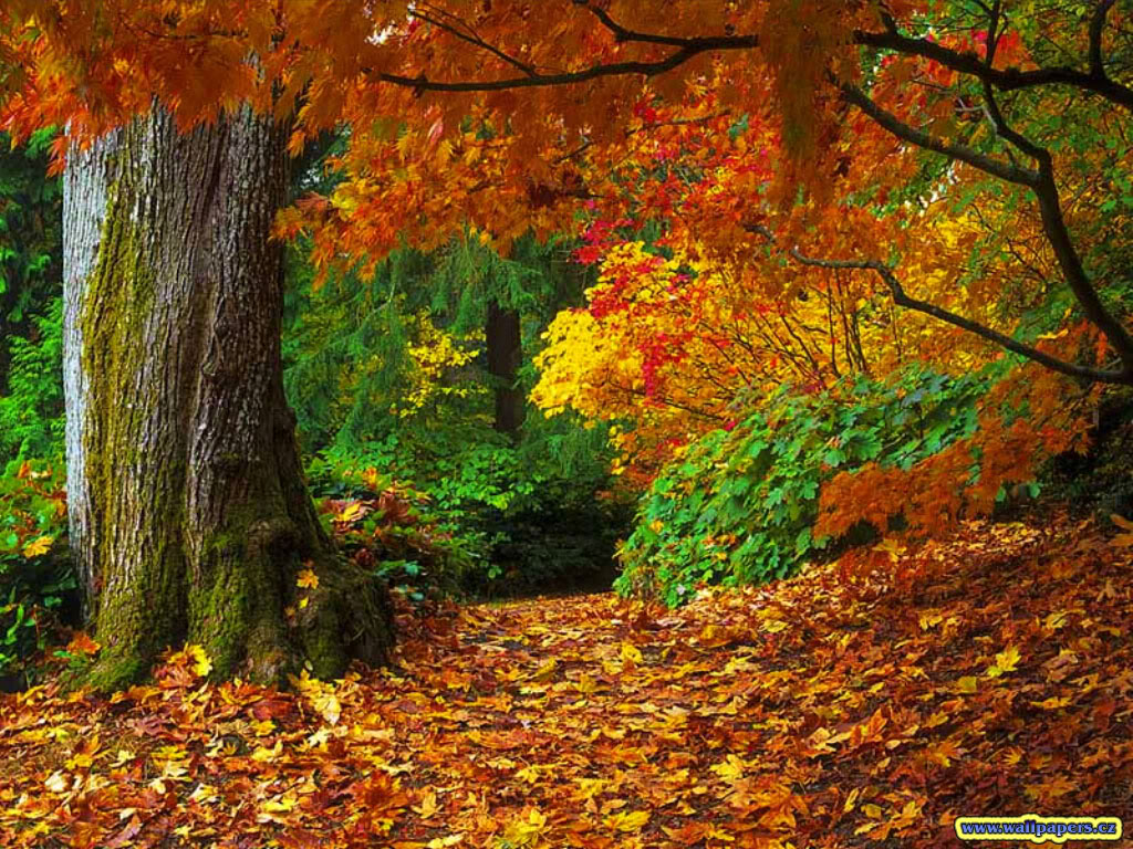 Sentiero autunnale nel bosco, 1024x768 HD, Desktop