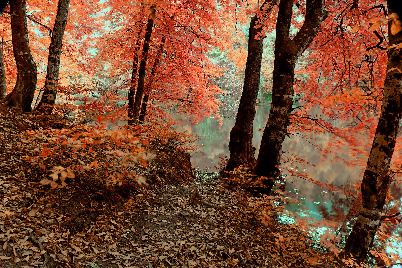 Lago autunnale con foglie rosse, 2560x1440 2K, Desktop