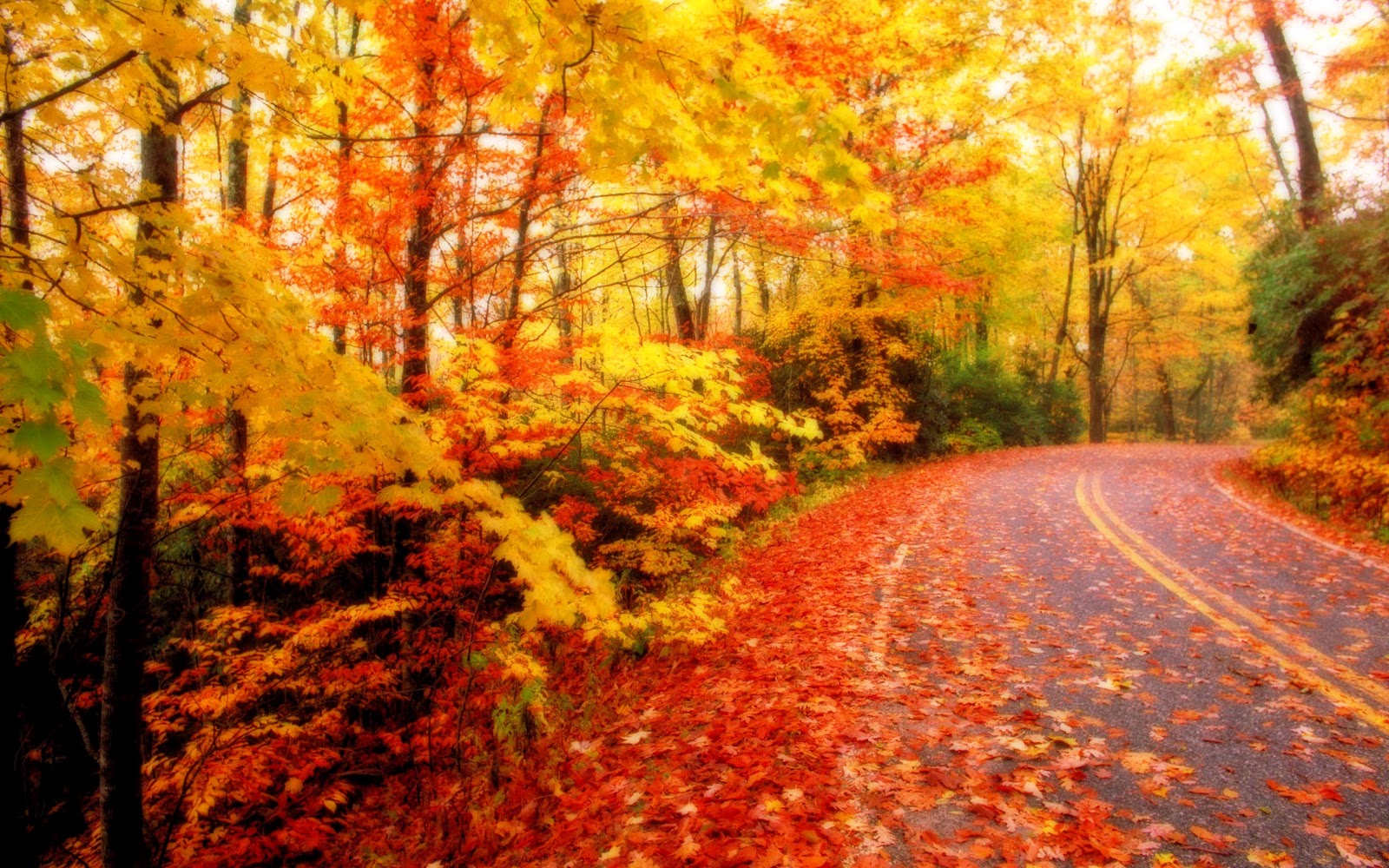 Foresta autunnale foglie arancioni, 1600x1067 HD Ready, Laptop