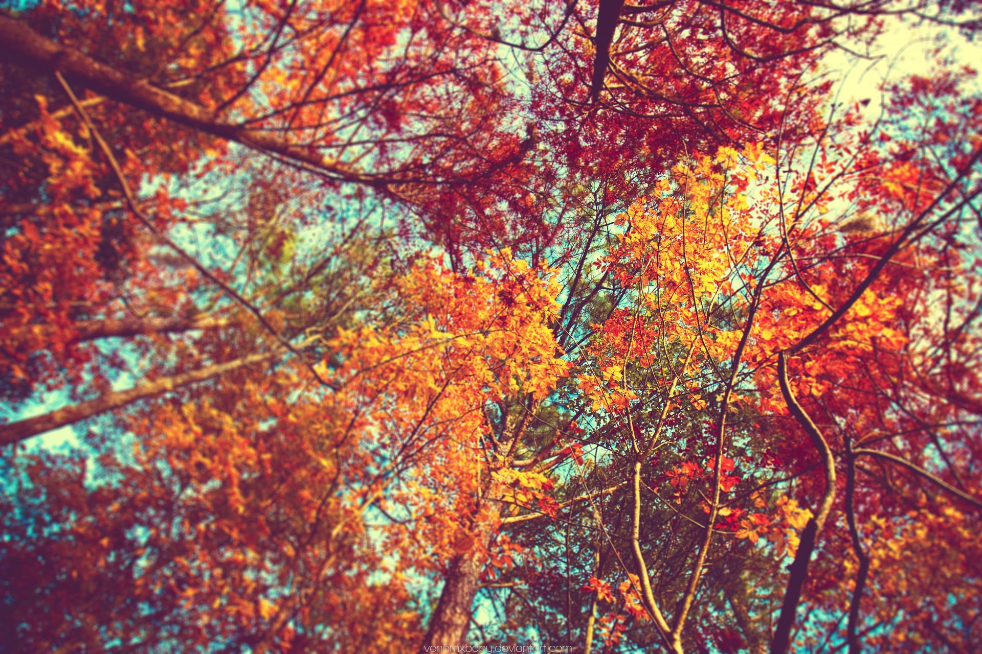 Alberi autunnali foglie arancioni, 1122x1996 Full HD Verticale, Samsung Galaxy