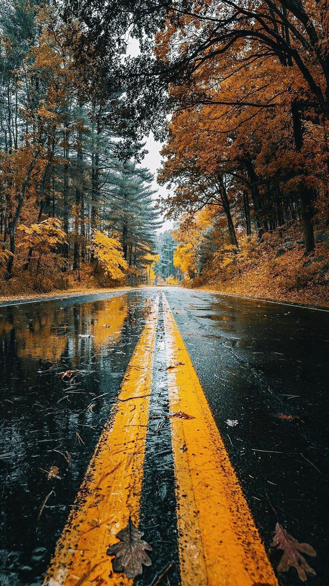 Strada autunnale bagnata nel bosco, 1080x1920 Full HD Verticale, Smartphone