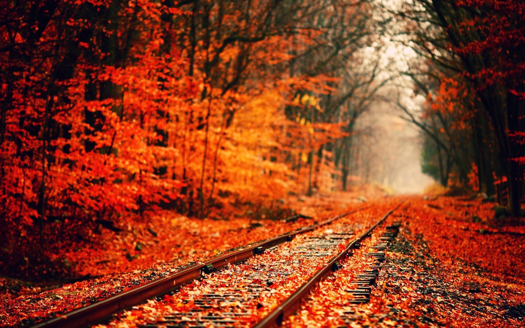 Binario ferroviario nel bosco autunnale, 1680x1050 HD Ready, PC