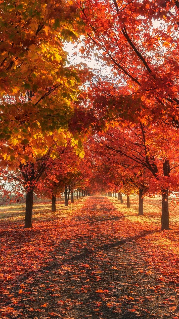 Viale alberi autunnali rossi, 720x1280 Full HD Verticale, Smartphone