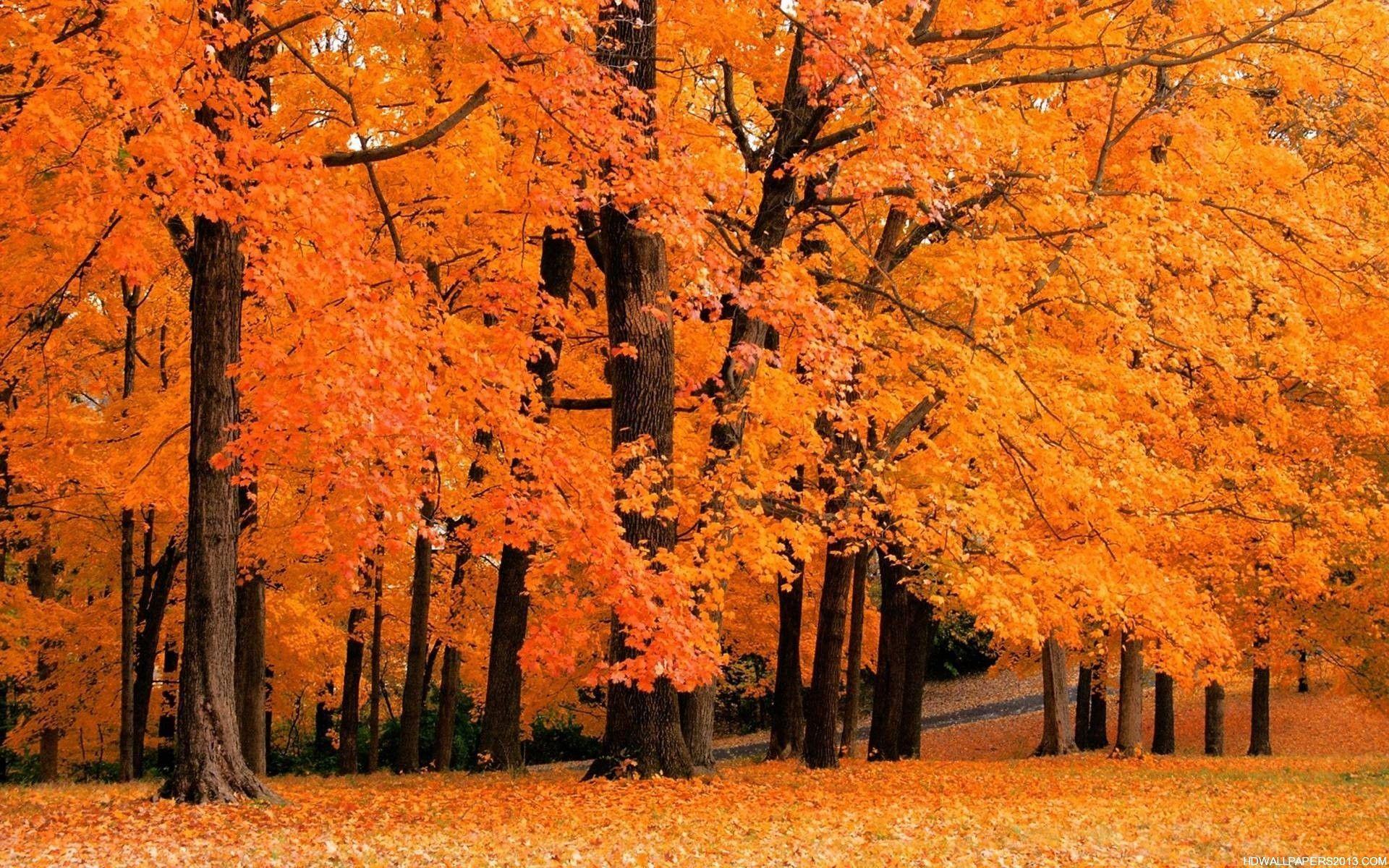 Alberi autunnali foglie arancioni, 1920x1200 Full HD+ WUXGA, Desktop