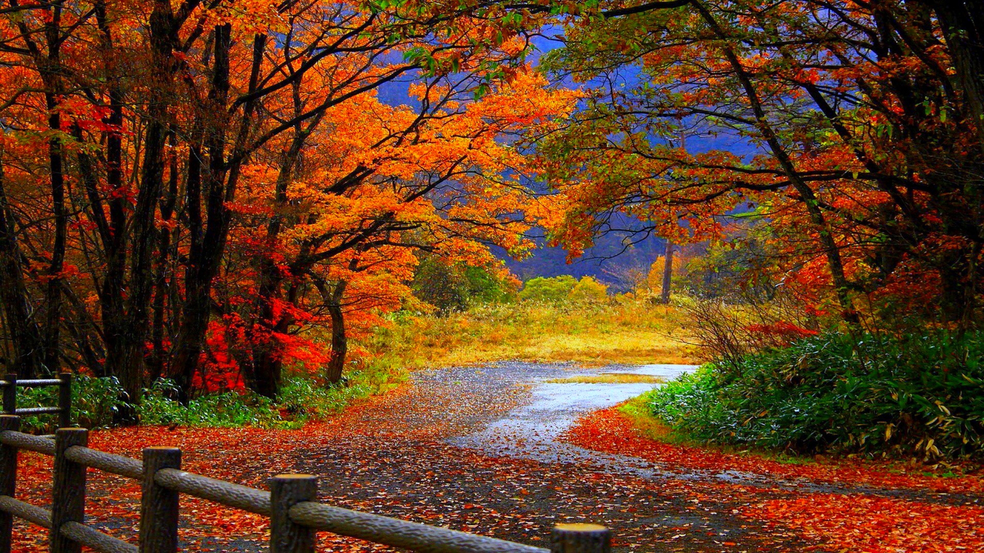 Sentiero autunnale con foglie colorate, 1920x1080 1080p, Desktop