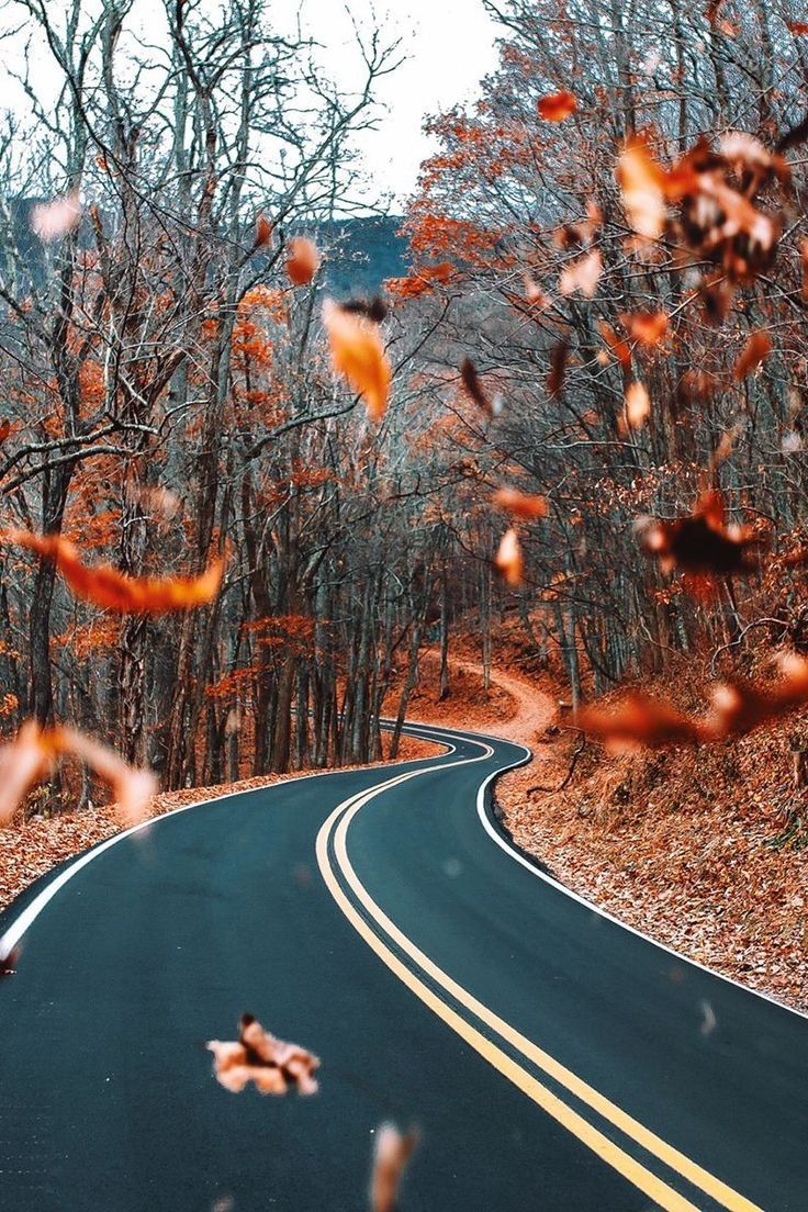 Strada tortuosa foresta autunnale, 736x1104 Full HD Verticale, Smartphone