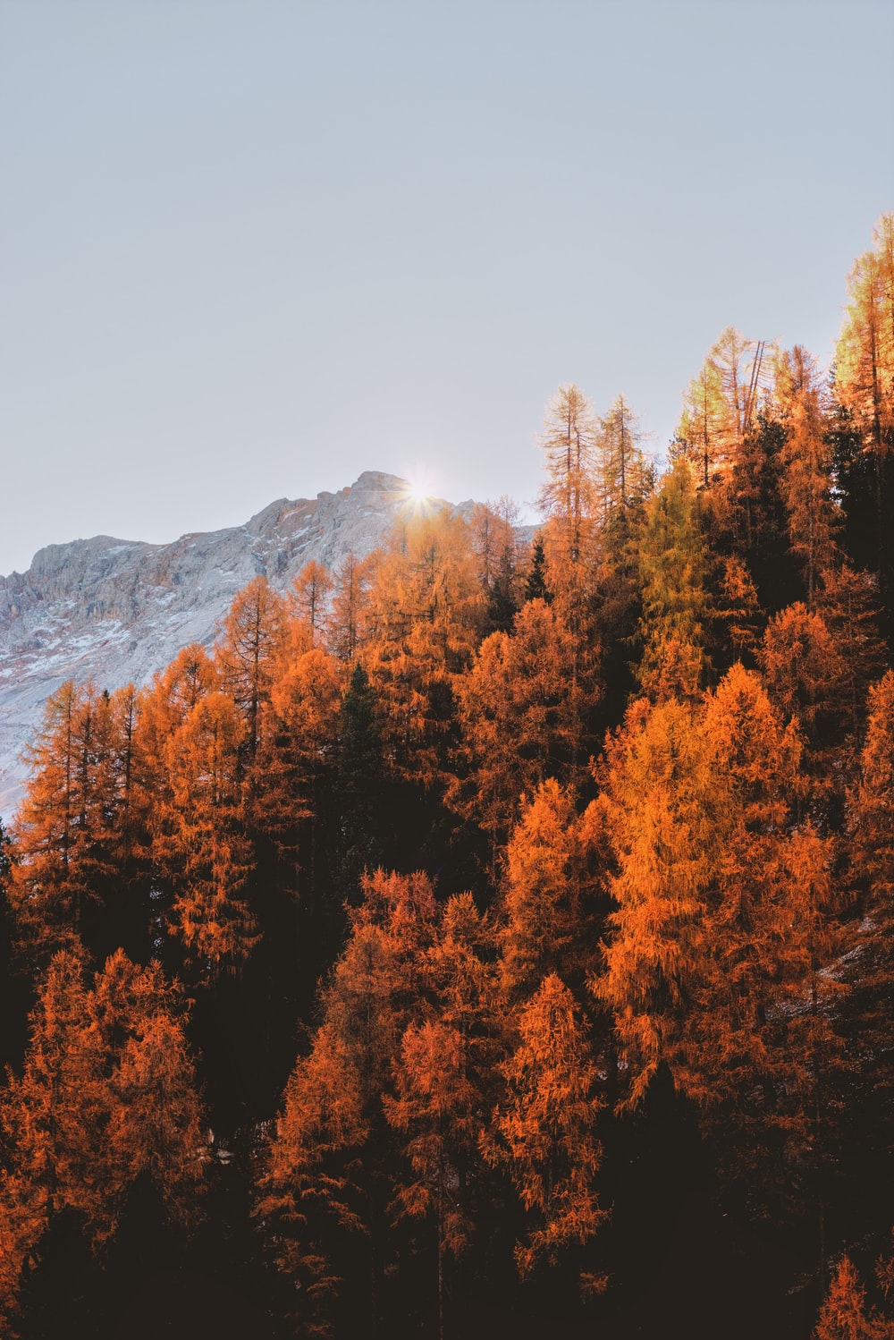 Montagna con larici autunnali arancioni, 1000x1498 Verticale, Telefono