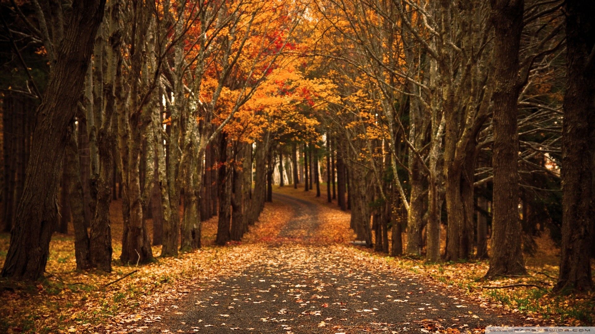 Viale alberato autunnale con foglie, 1920x1080 Full HD, Desktop