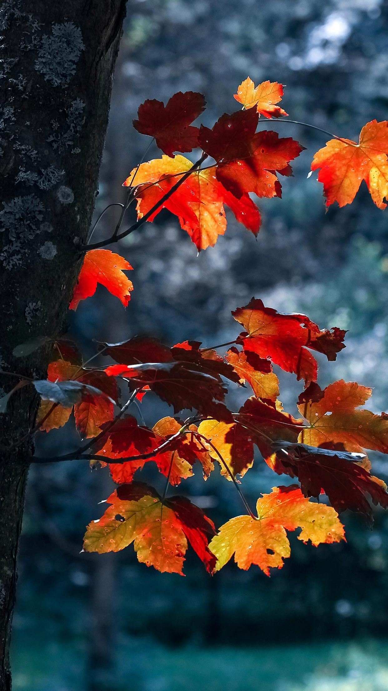 Foglie rosse autunnali su ramo, 1242x2208 Full HD Verticale, iPhone