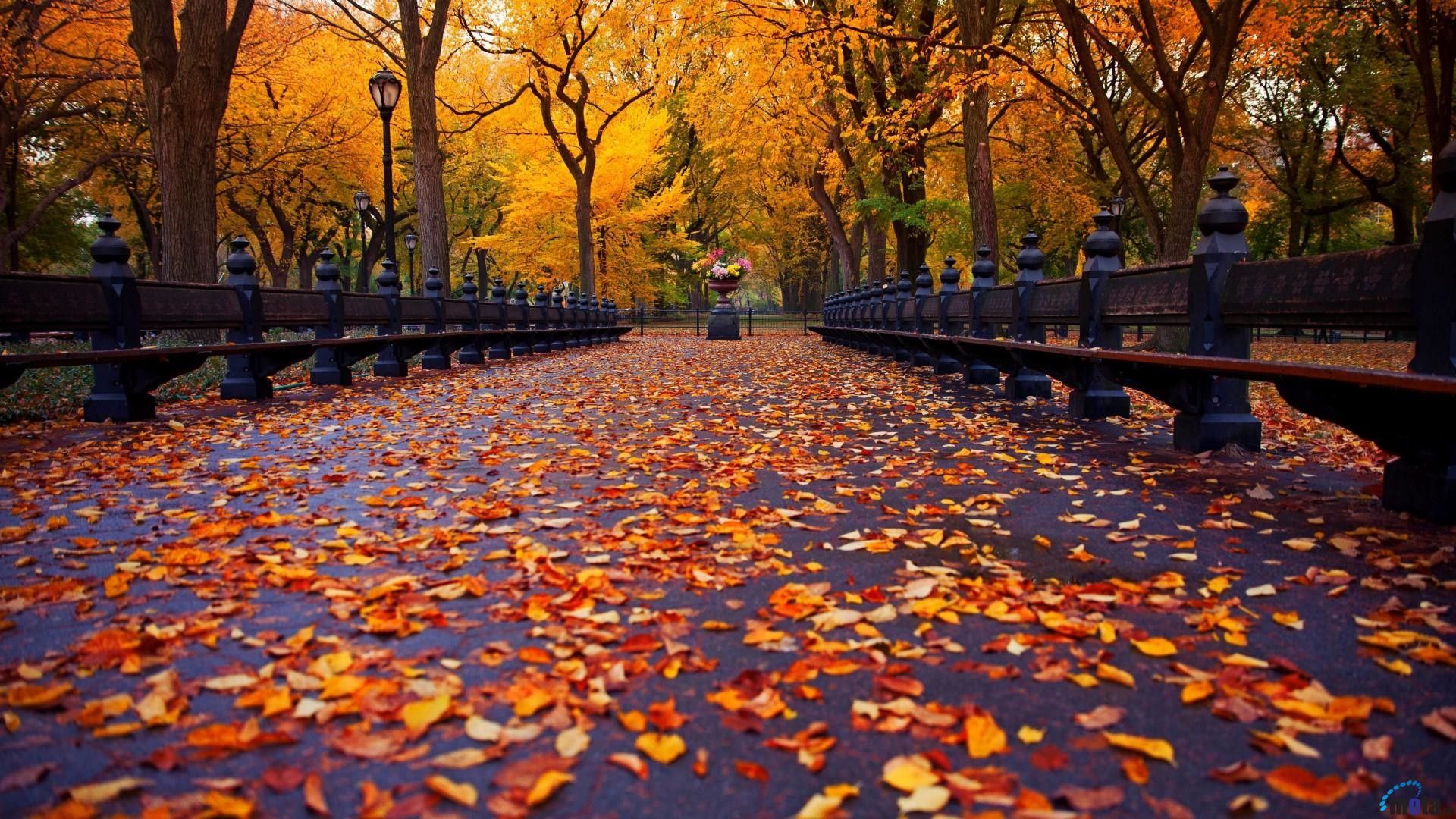 Viale autunnale con foglie, 1920x1080 Full HD, Desktop