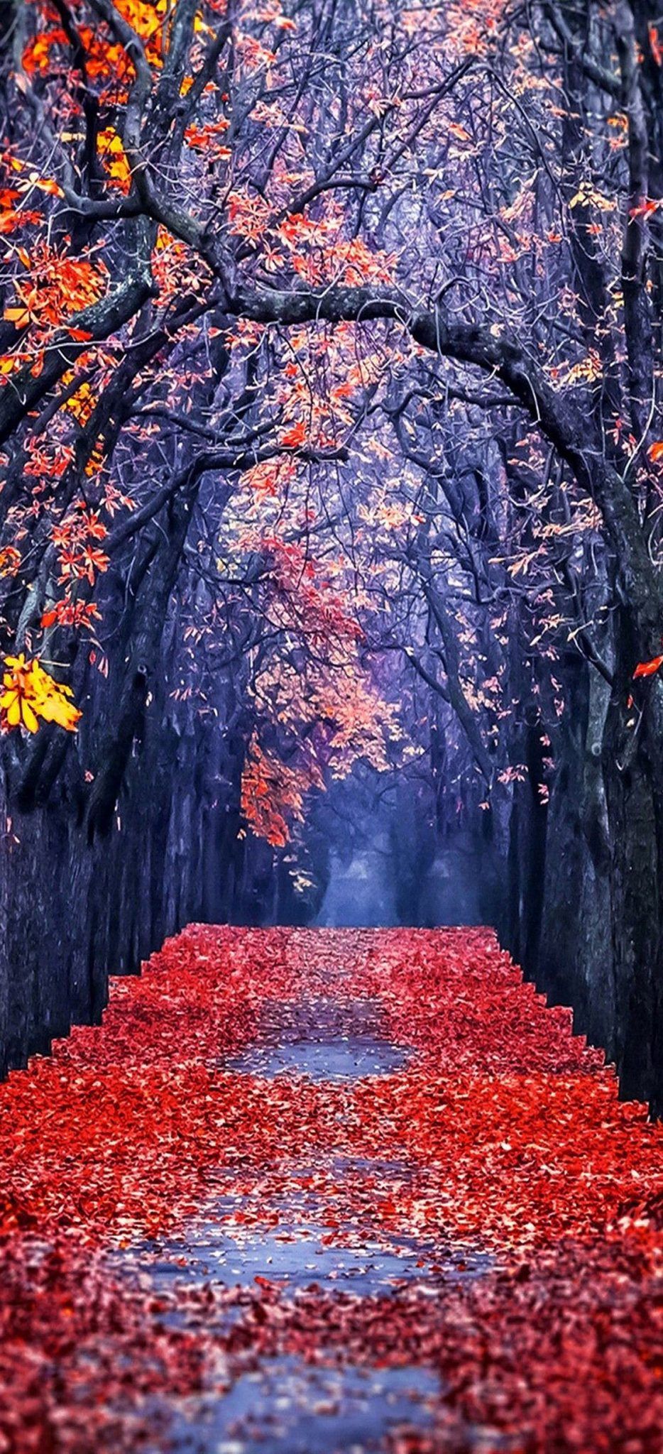 Sentiero autunnale foglie rosse, 1920x1080 Full HD, Laptop