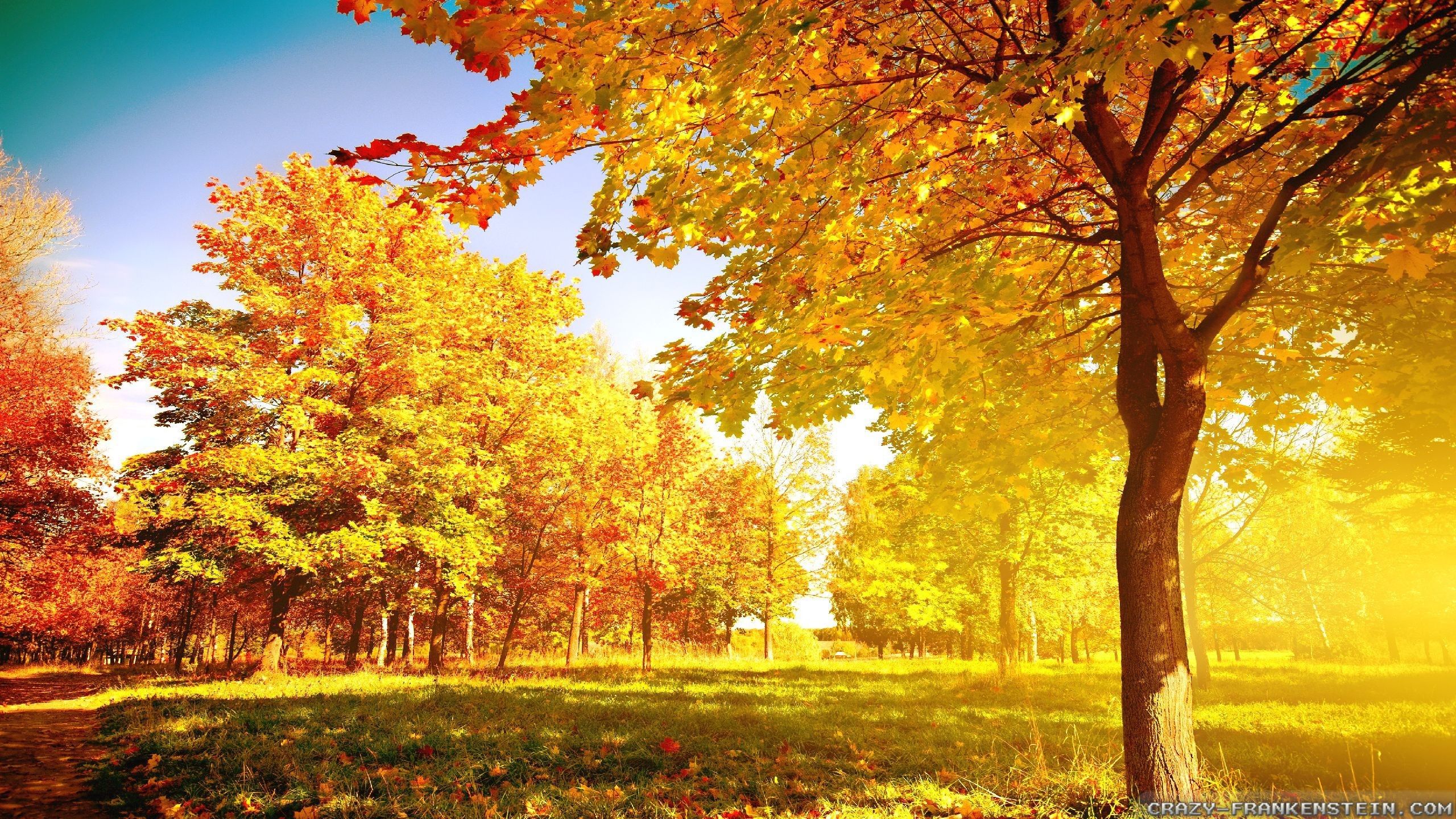 Viale alberato autunnale rosso, 2560x1440 2K, Desktop