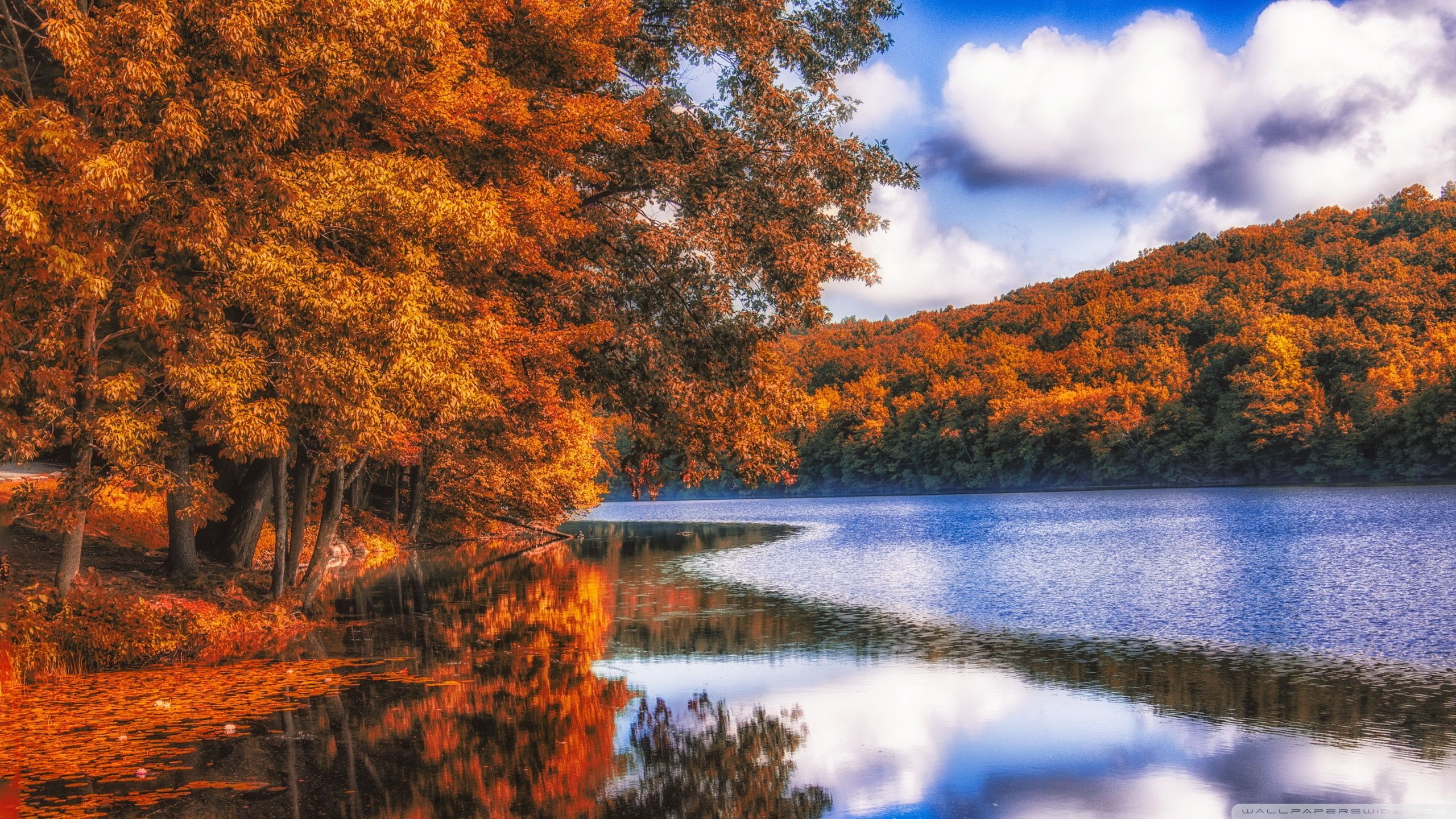 Alberi autunnali dorati soleggiati, 2560x1440 QHD, Laptop