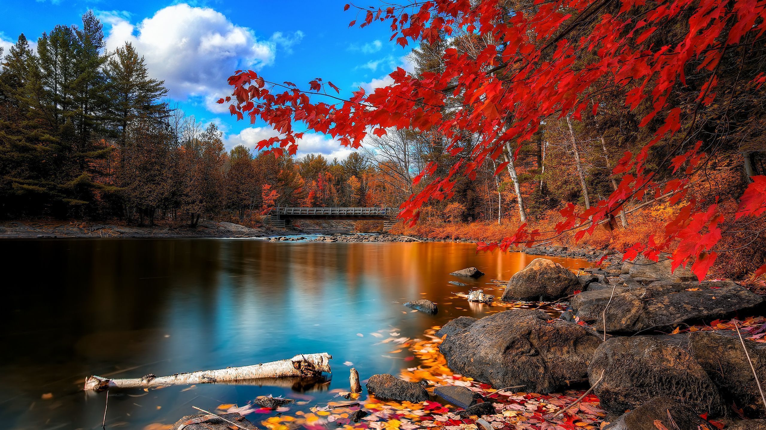 Paesaggio autunnale con ruscello, 2560x1440 2K, Monitor Gaming