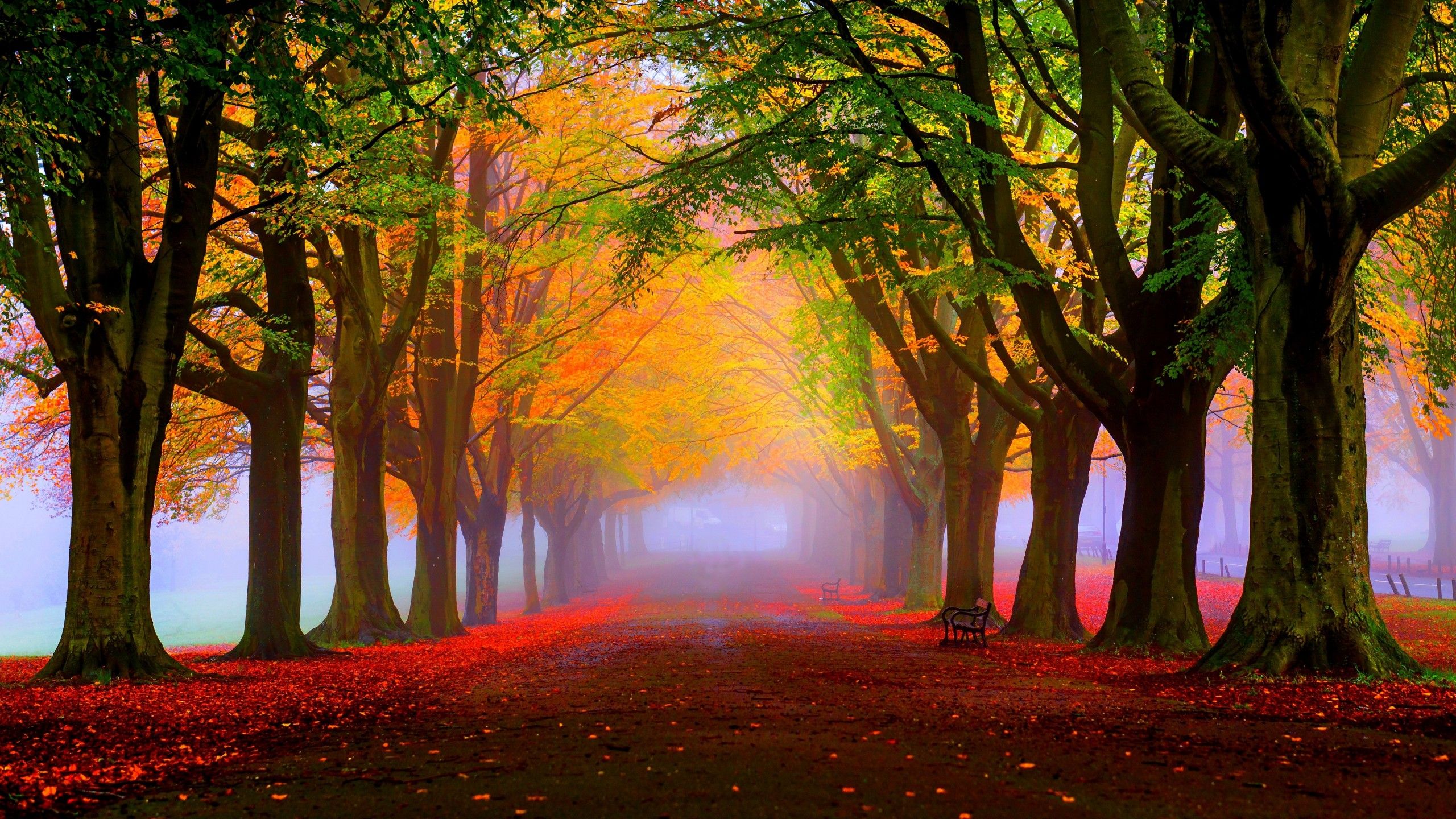 Foglie rosse autunnali lago, 2560x1440 QHD, Laptop
