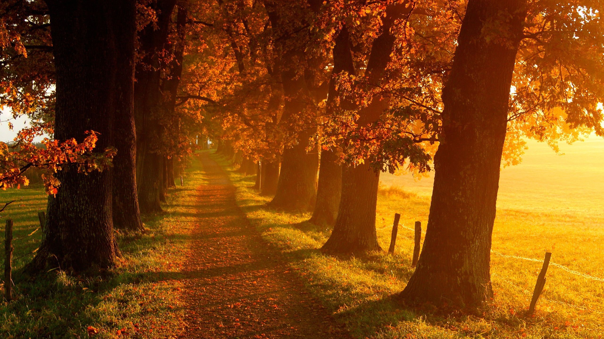 Sentiero autunnale tra alberi dorati, 2560x1440 QHD, Laptop