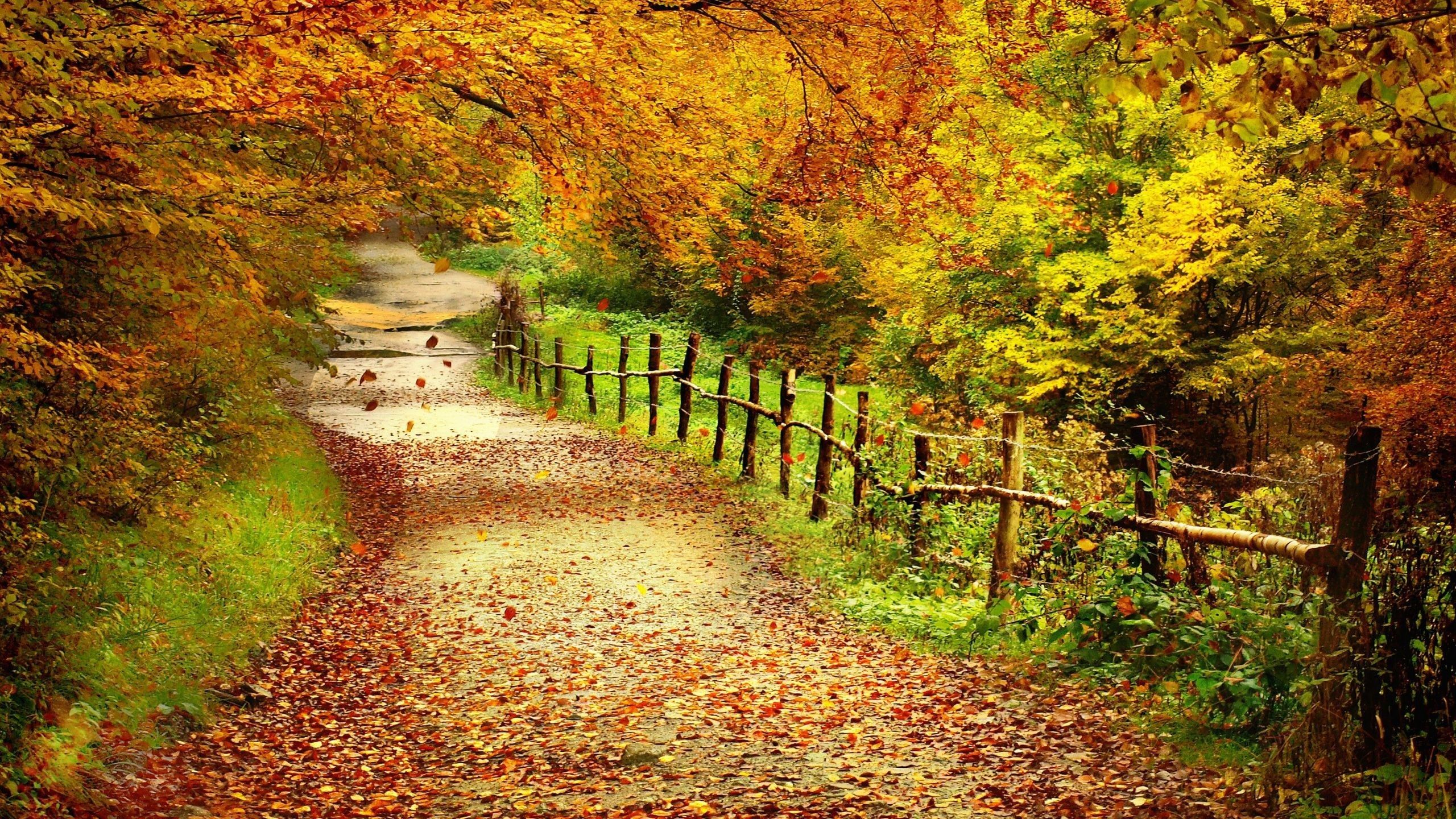 Sentiero autunnale con recinto legno, 2560x1440 2K, Desktop