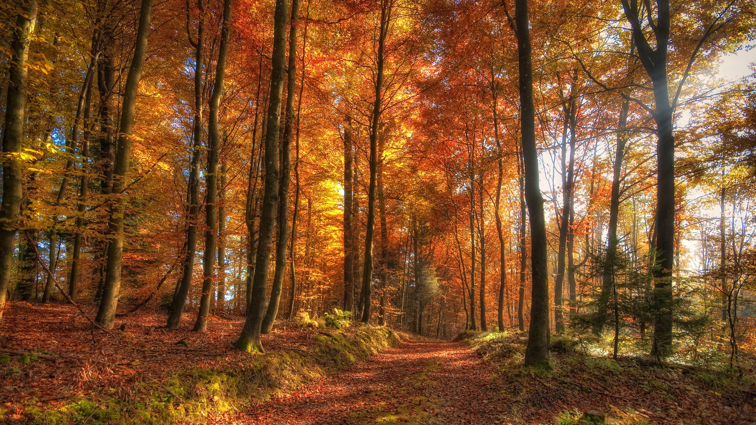 Strada autunnale tra alberi colorati, 2560x1440 2K, Desktop