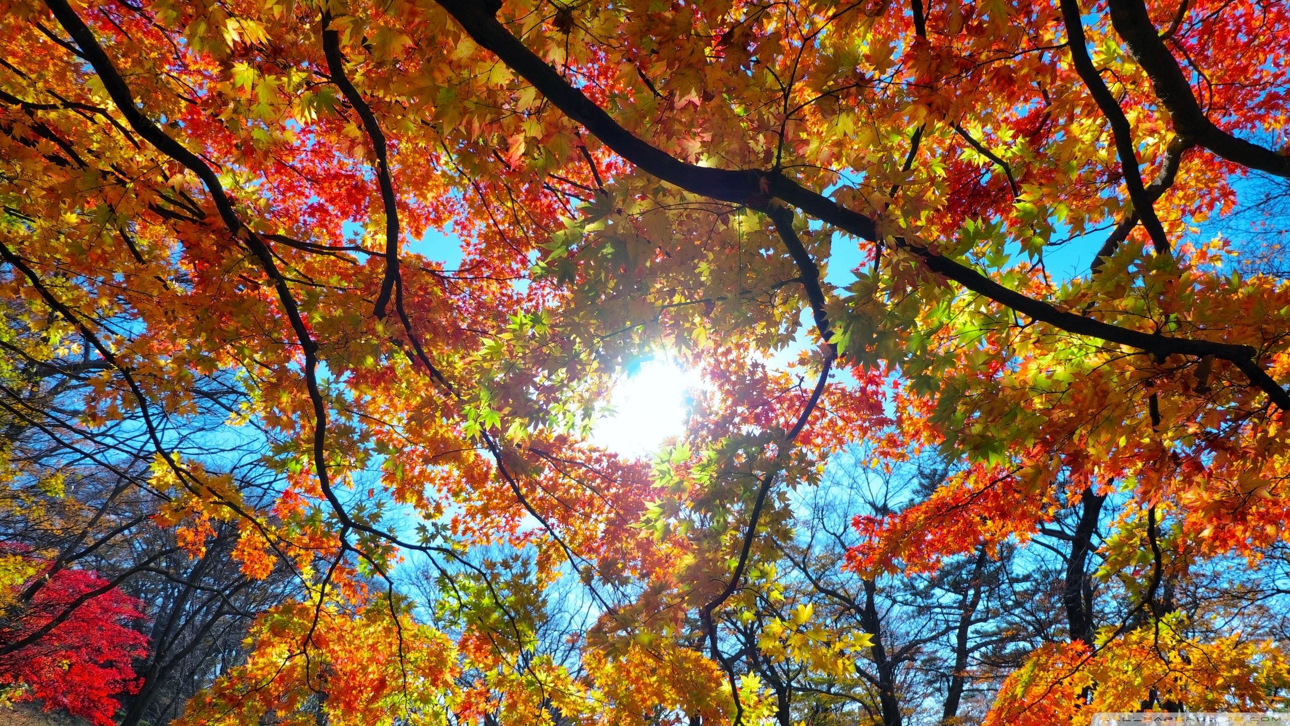 Binari ferroviari nel bosco autunnale, 2560x1440 1440p, Desktop