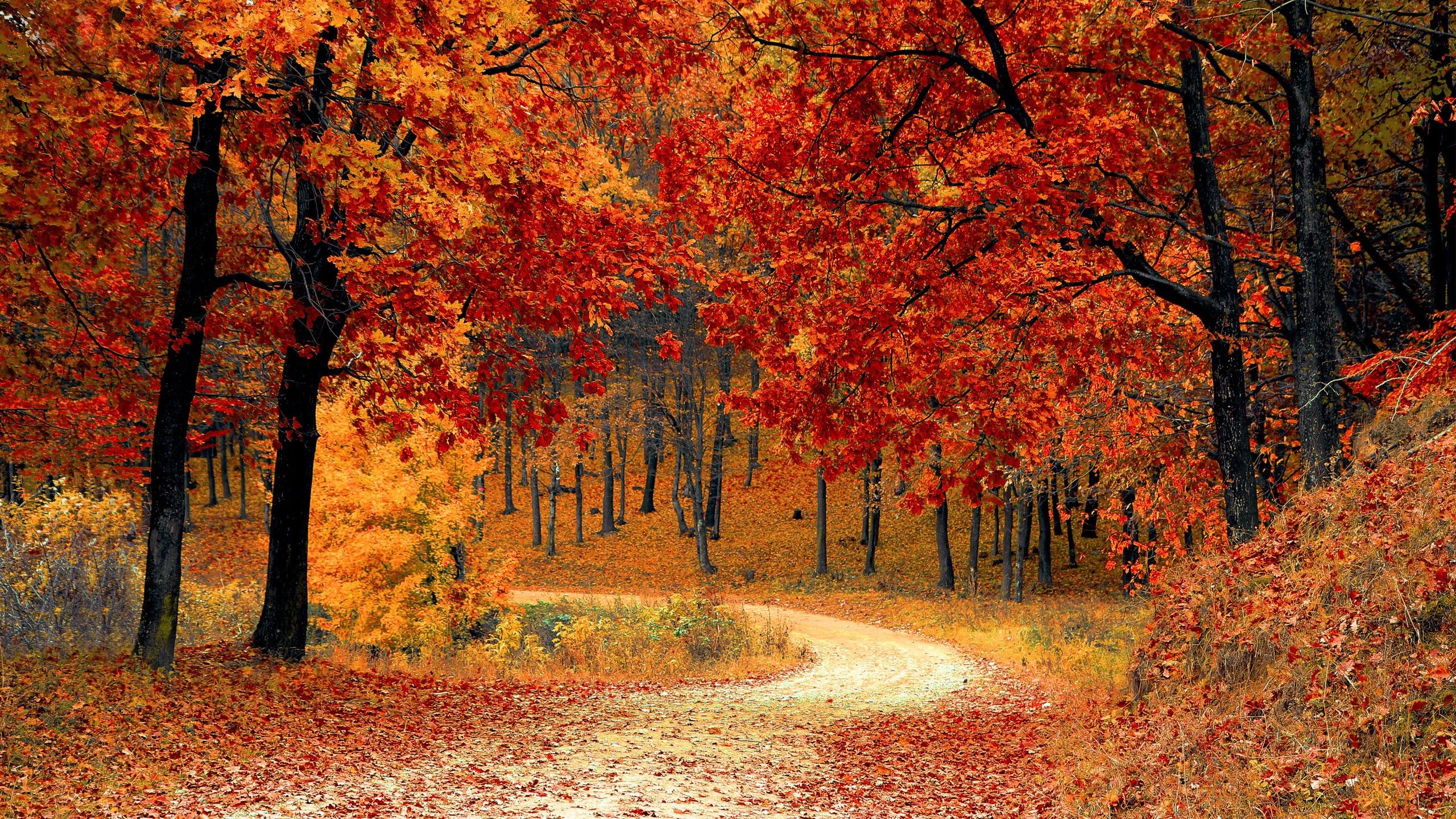 Strada di campagna autunnale con recinto, 2560x1440 QHD, Laptop