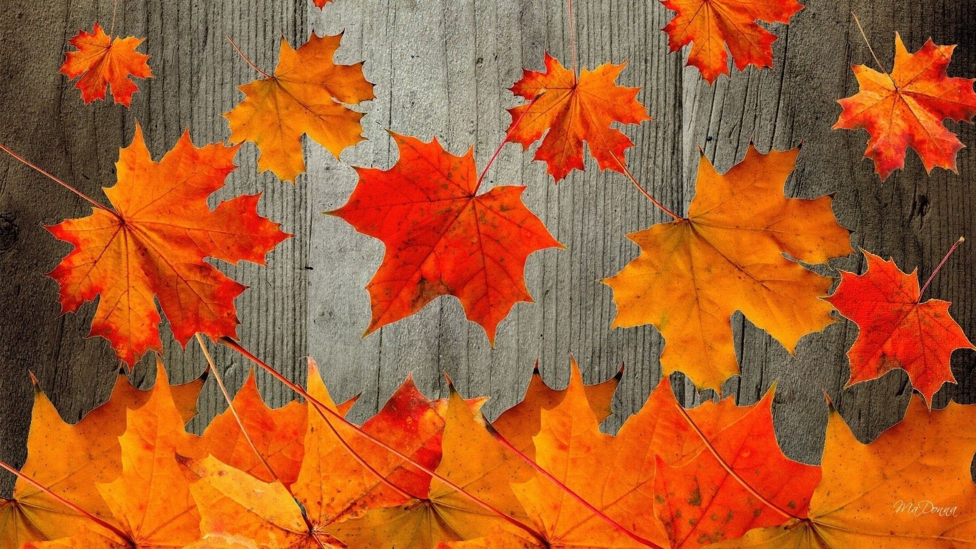 Sentiero nel bosco autunnale, 2560x1440 2K QHD, PC
