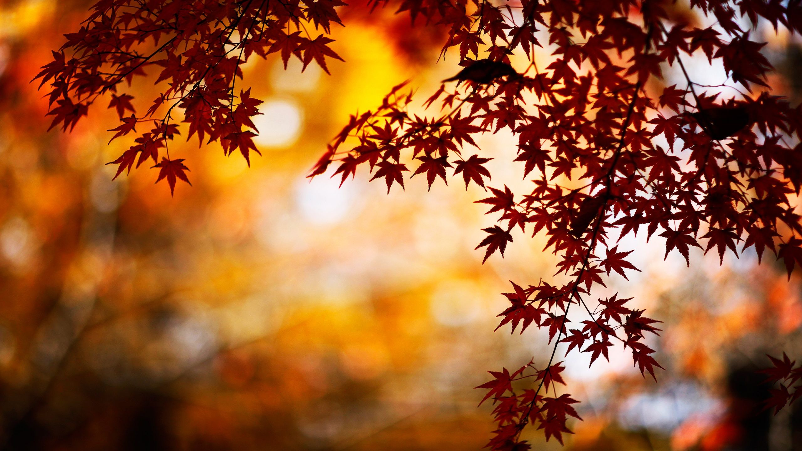 Foglie acero rosse autunno, 2560x1440 2K, Desktop