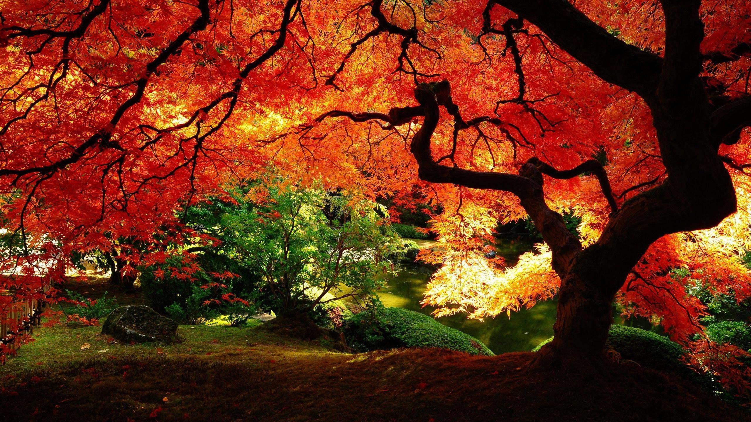 Albero acero rosso autunnale, 2560x1440 QHD, Monitor Gaming