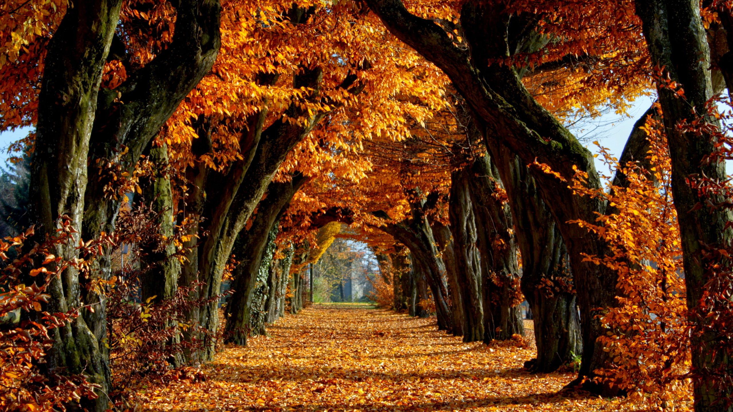 Viale alberato foglie autunnali, 2560x1440 1440p, Desktop