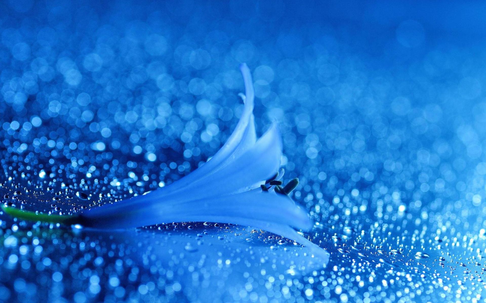 Fiore blu con gocce d'acqua, 1920x1200 Full HD+, PC
