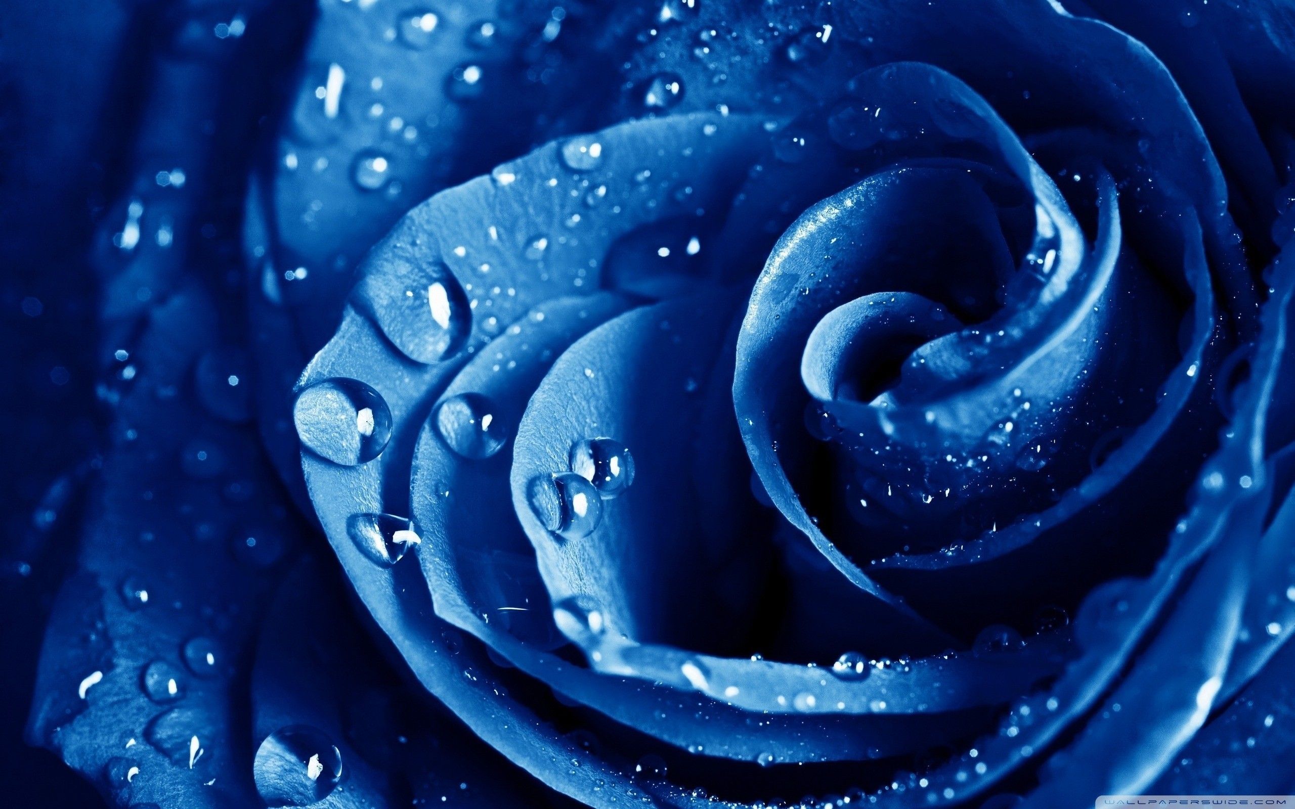 Rosa blu con gocce, 2560x1600 2K, Laptop
