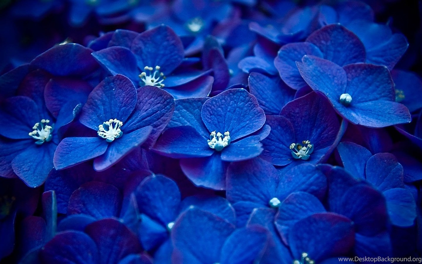 Fiori di ortensia blu, 1440x900 HD, Desktop