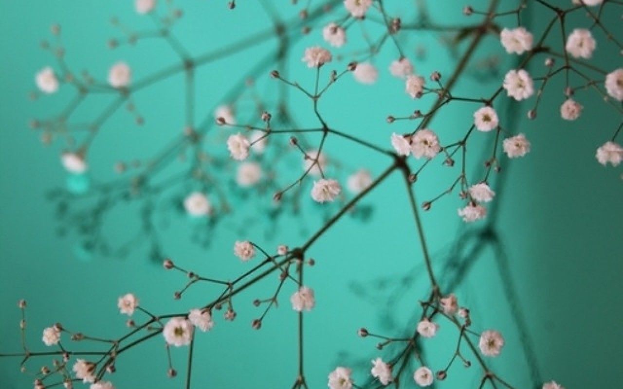 Fiori bianchi ramoscelli sfondo turchese, 1280x800 720p, PC