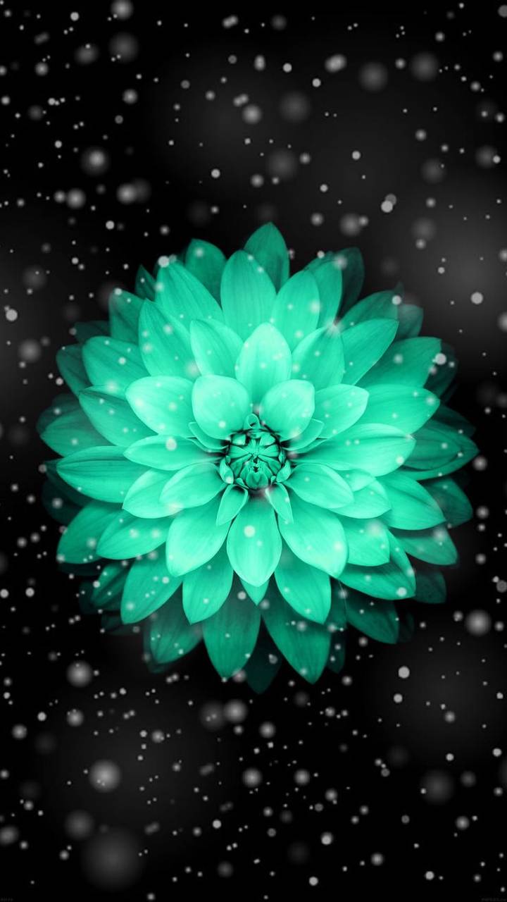 Fiore azzurro su nero, 720x1280 Verticale, Mobile