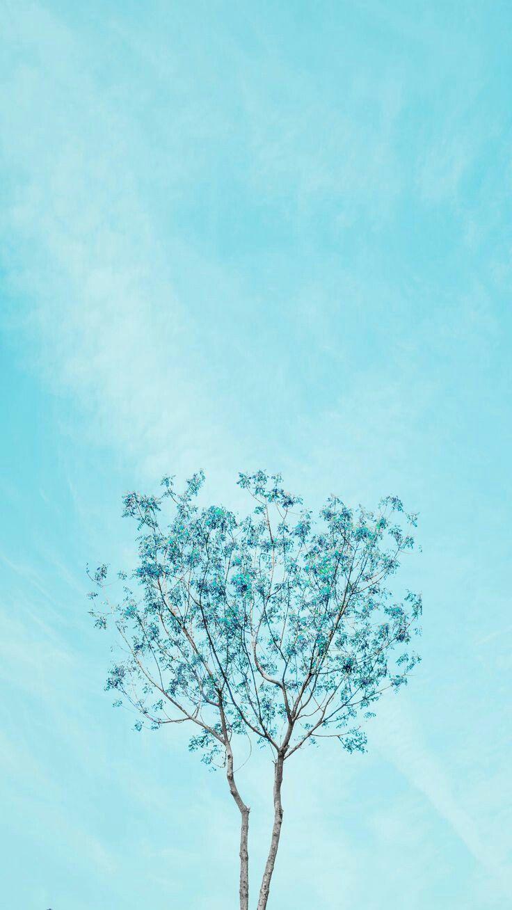 Albero azzurro pastello cielo, 736x1308 Full HD Verticale, iPhone