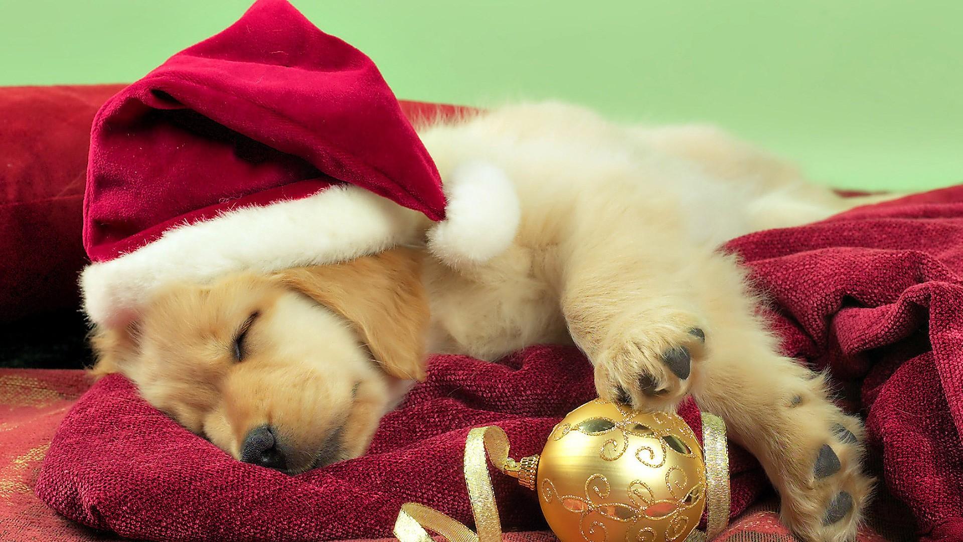 Cucciolo con cappello Babbo Natale, 1920x1080 Full HD, Laptop